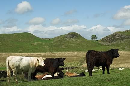 Farm Images